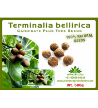 Terminalia Bellirica / Bahera Tree Seed 500 grams